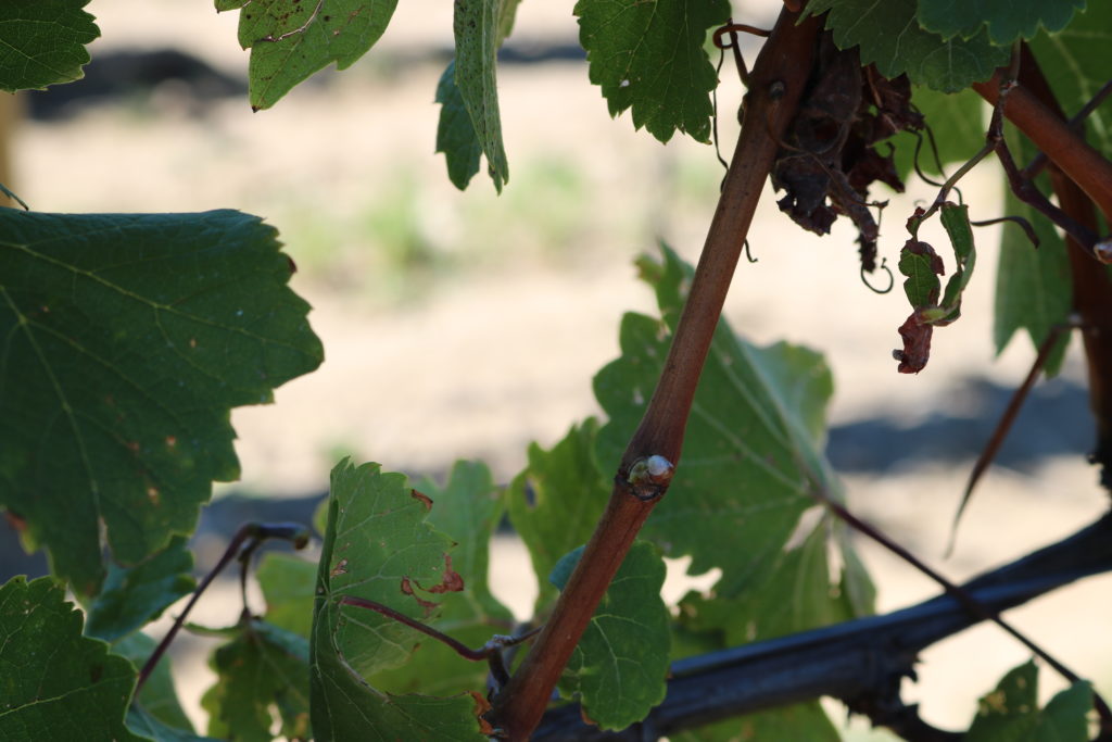 bud-in-wagner-vineyard