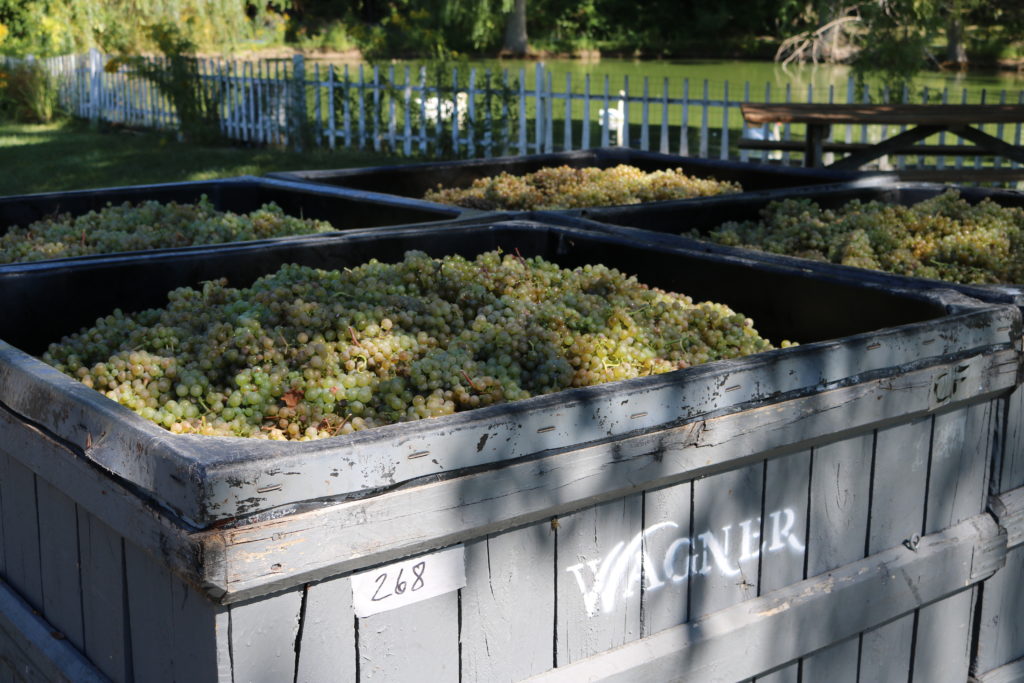 harvest-at-wagner-vineyards