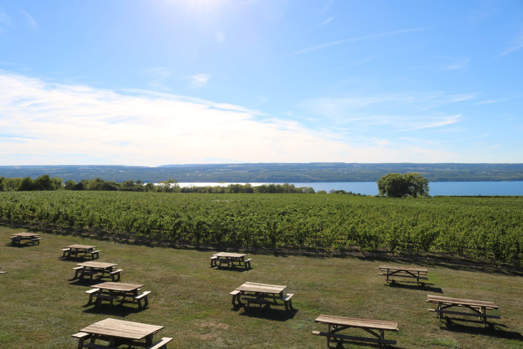 wagner-vineyards-view