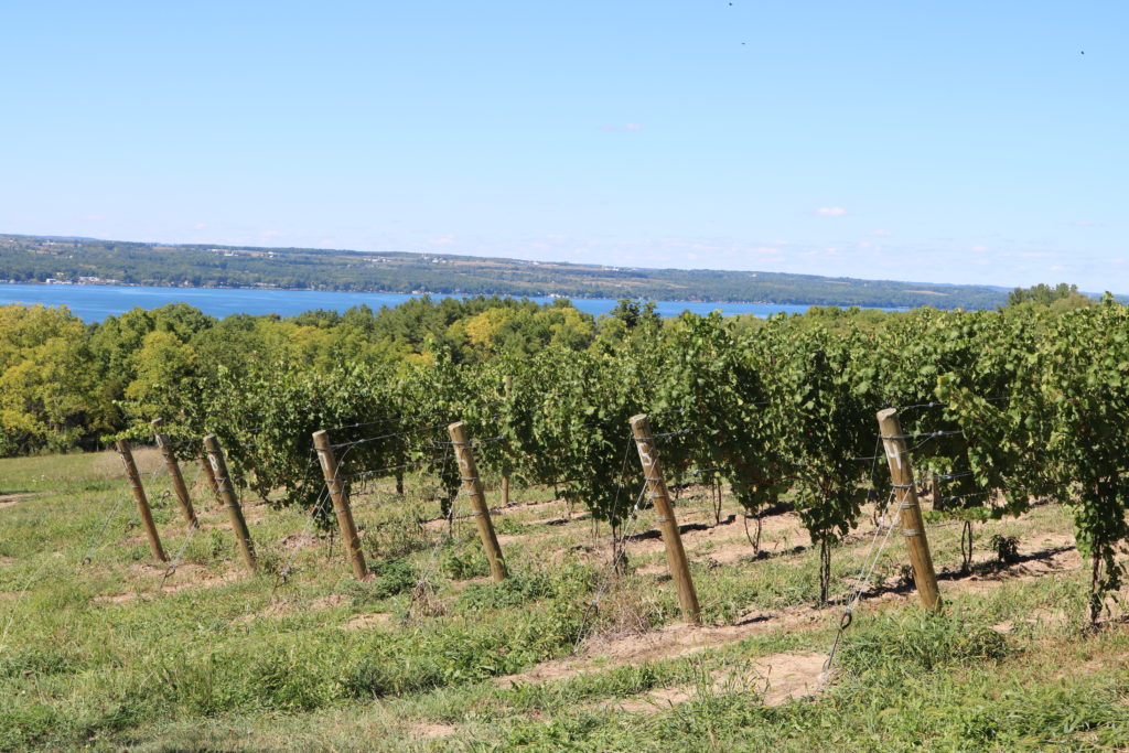 wagner-vineyards-vineyard-view